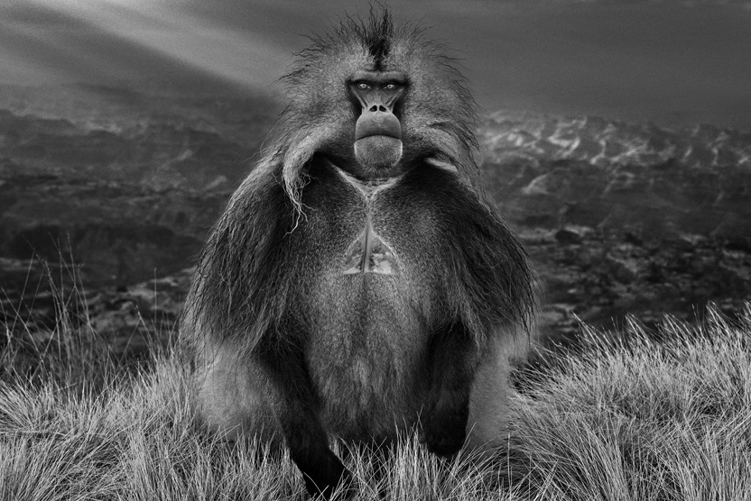 David Yarrow